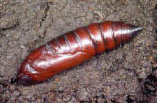 HawkPupa.jpg (19394 bytes)